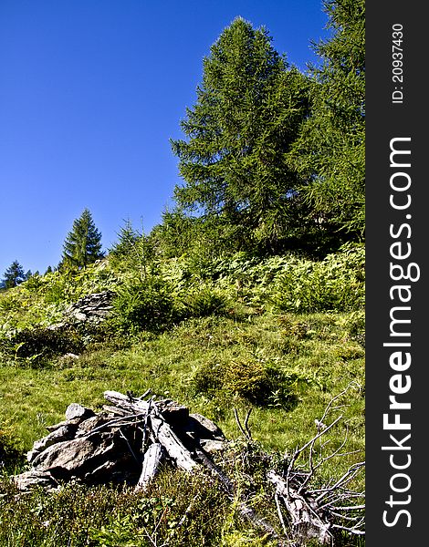 Trees in a meadow of mountain. Trees in a meadow of mountain