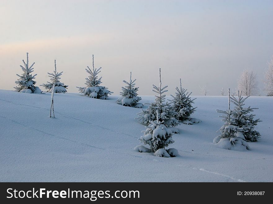 Trees covered with snow on cold frosty winter day. Trees covered with snow on cold frosty winter day