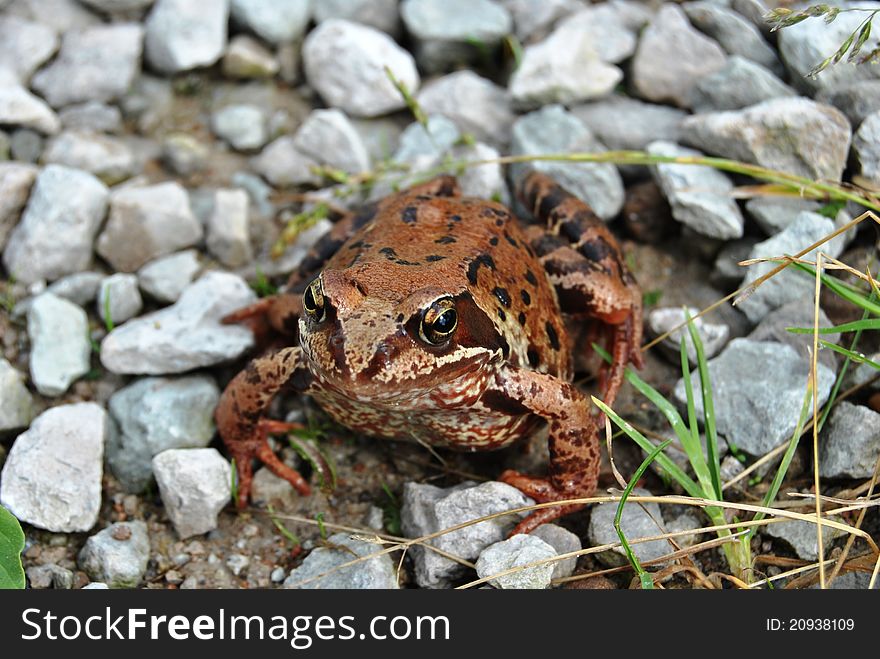 Big old frog on the road