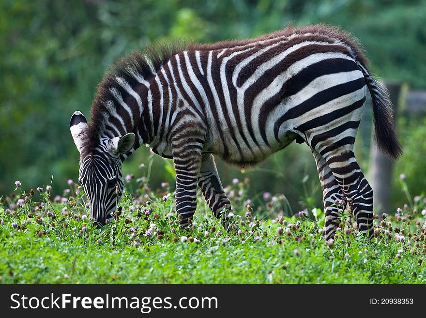 Zebra surrounded by green grass. Zebra surrounded by green grass