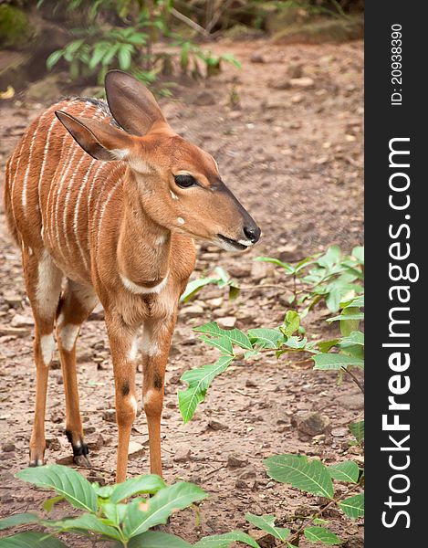 A female deer was shot from the zoo in Northeastern Thailand. A female deer was shot from the zoo in Northeastern Thailand.