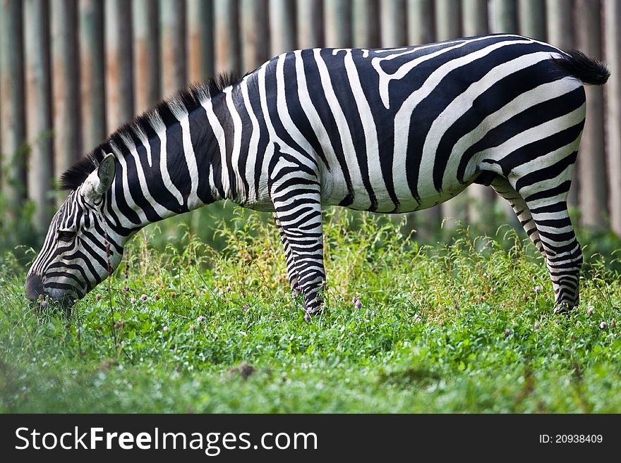 Zebra against a patterned background