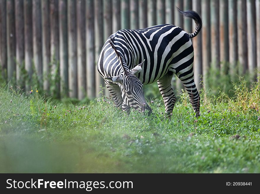 Zebra On Pictoral Background