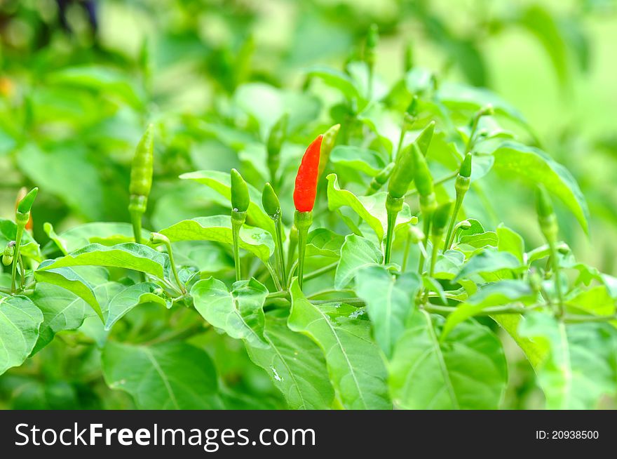 Bird chilli or small capsicum plant