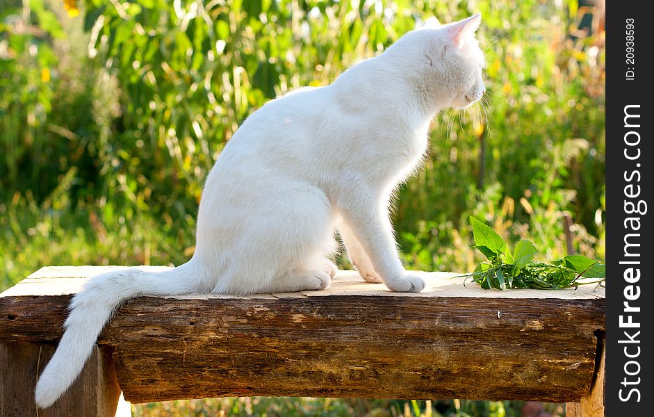 White cat in the green garden