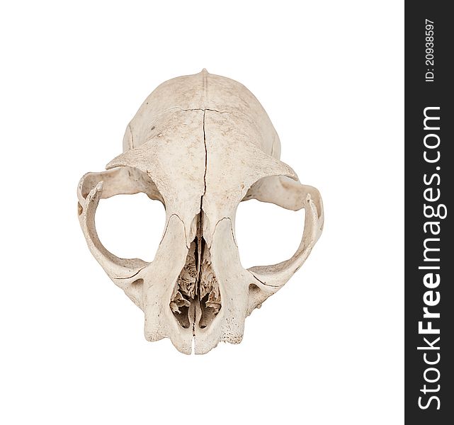 Cat skull isolated on white background with clipping path