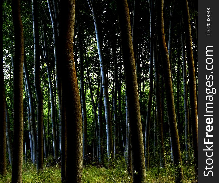 A group of trees with special light on summertime