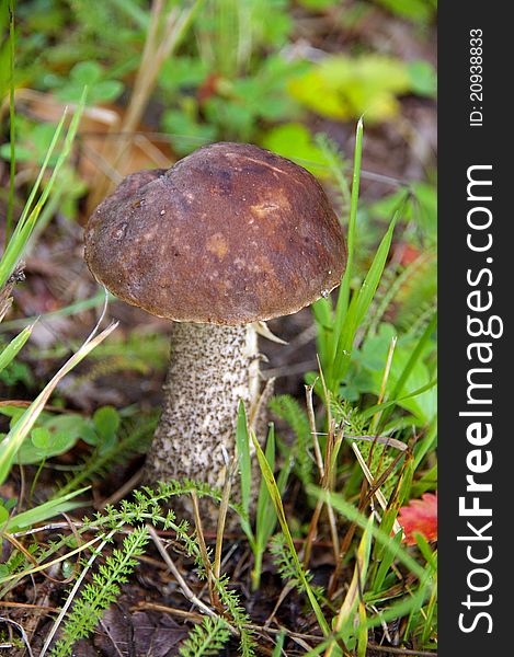Wonderful Mushroom In The Grass