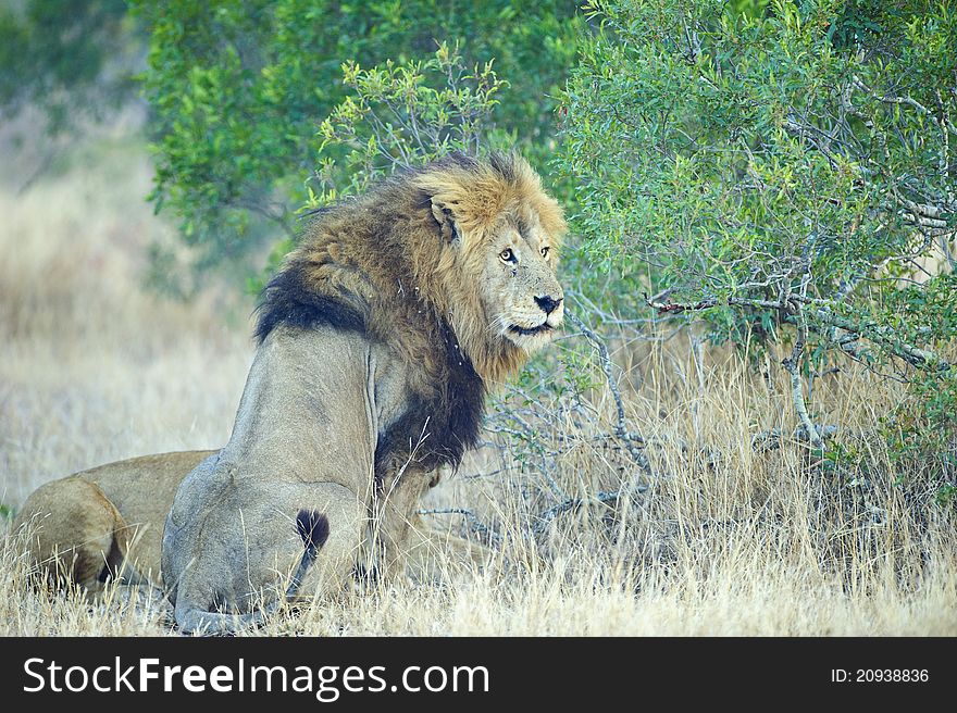 A large Male Lion in the African Bush. A large Male Lion in the African Bush