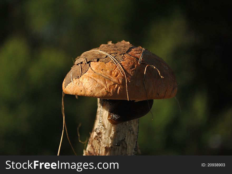 A Mushroom of the Leccinum genus. A Mushroom of the Leccinum genus.