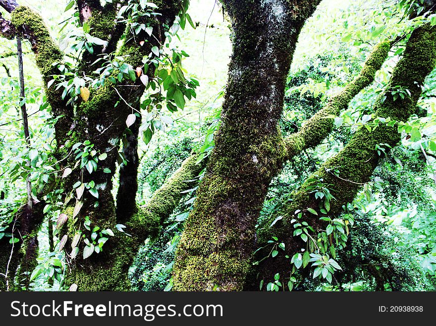 Trees in tropic covered with a moss. Trees in tropic covered with a moss