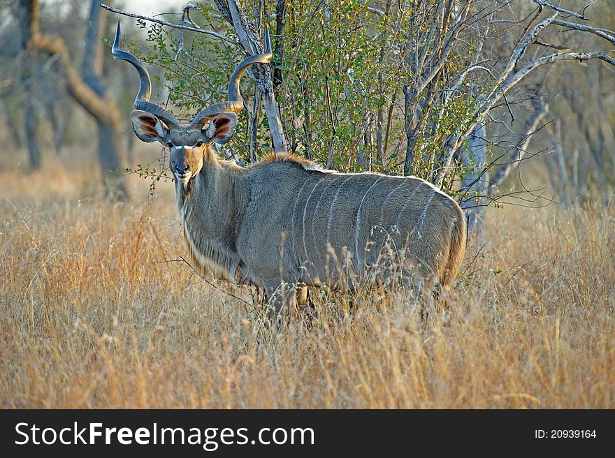A large Kudu Bull Enjoys the morning Sun. A large Kudu Bull Enjoys the morning Sun