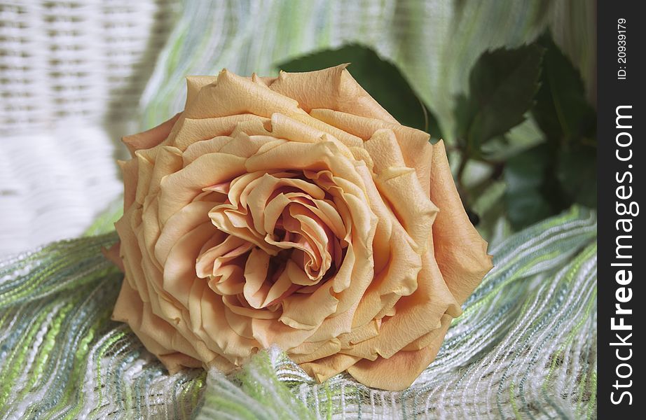 Beautiful peach-colored roses lying on the chair