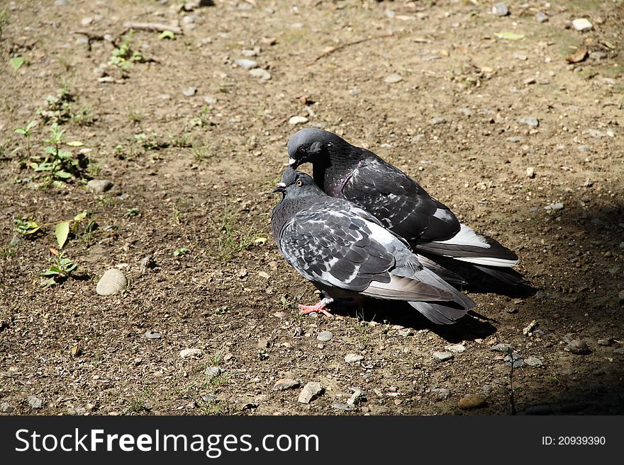 Two Pigeons