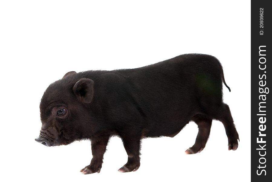 Pig on a white background