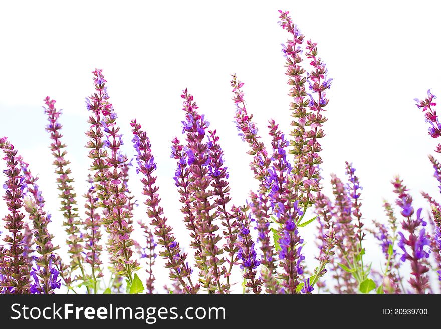 Tiny flowers in the meadow