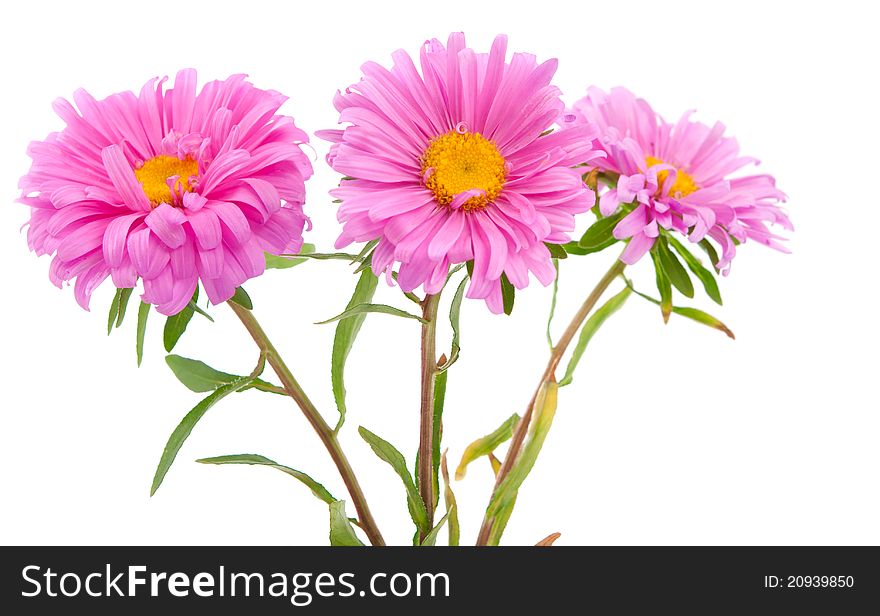 Pink aster on a white background