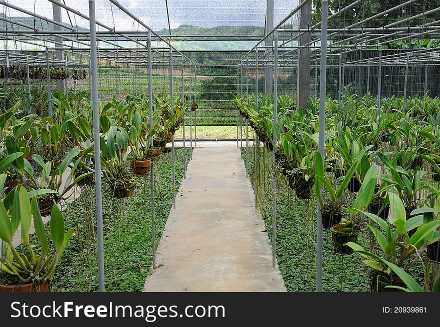 Seedling orchid in greenhouse at Wang Nam Keaw, Nakorn Ratchasima, Thailand