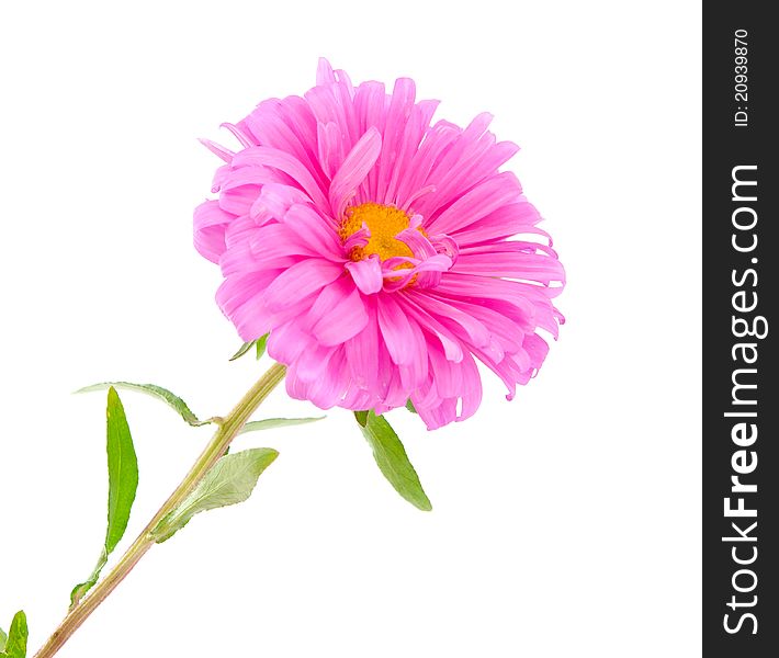 Pink aster on a white background
