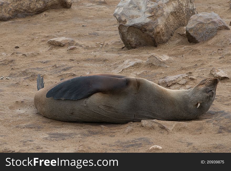 Pleased with himself sea lion was photographed in Cape Cross, Namibia