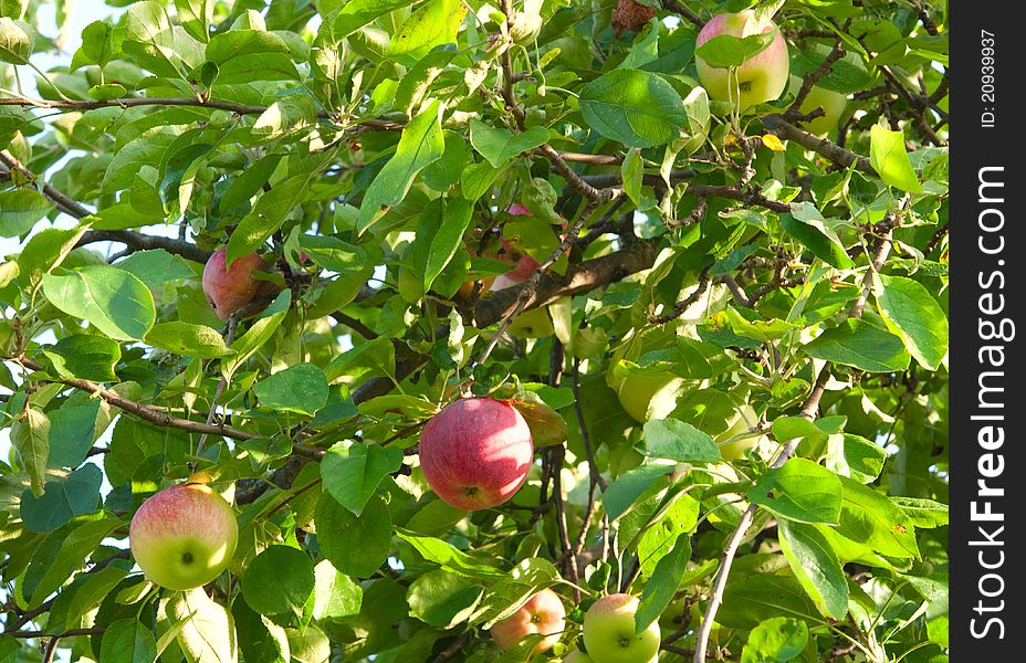 Red Apples growing on tree
