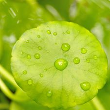 Green Leaf With Water Drop Royalty Free Stock Image Green Leaf With Water Drop Royalty Free Stock Image