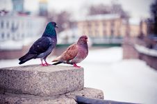 A Couple Of Pigeons Royalty Free Stock Image A Couple Of Pigeons Royalty Free Stock Image