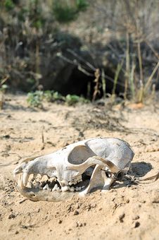 The Skull In The Desert. Royalty Free Stock Photography The Skull In The Desert. Royalty Free Stock Photography