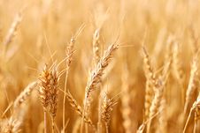 Wheat Crop Stock Photography Wheat Crop Stock Photography