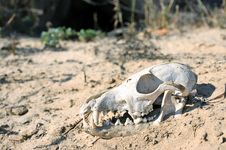 The Skull In The Desert. Royalty Free Stock Photo The Skull In The Desert. Royalty Free Stock Photo