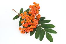 Rowan Bunch Stock Photo Rowan Bunch Stock Photo