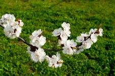 Flowering Cherry Trees In Spring Stock Photo
