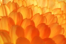 Wild Yelow-orange Flower Extra Macro View Royalty Free Stock Photo Wild Yelow-orange Flower Extra Macro View Royalty Free Stock Photo