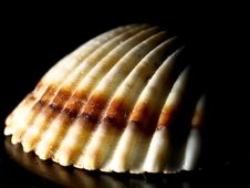 Free Shell Structure Royalty Free Stock Photo - 20944915