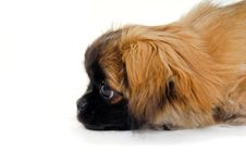 Puppy Dog Face Is Looking Royalty Free Stock Photo Puppy Dog Face Is Looking Royalty Free Stock Photo