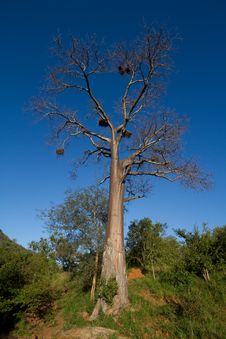 Tall Baobab Tree Royalty Free Stock Photo Tall Baobab Tree Royalty Free Stock Photo
