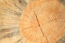 Annual Rings On The Felled Tree Royalty Free Stock Photos