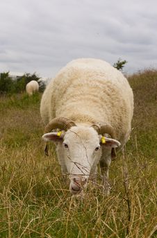 Grazing Sheep Royalty Free Stock Photography