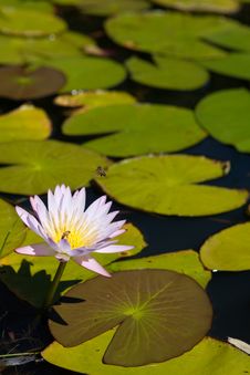 Water Lily Stock Photos Water Lily Stock Photos