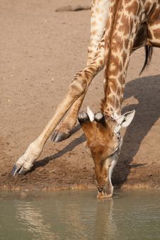 Close Up Of A Drinking Giraffe Stock Photos