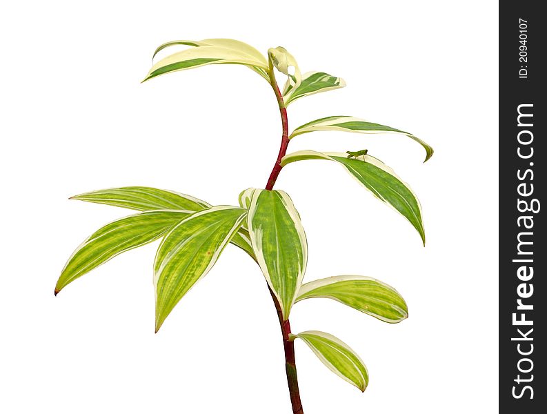 Green Leaves Isolated On White with insect on it