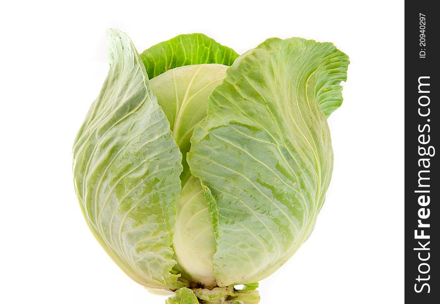 Cabbage on a white background