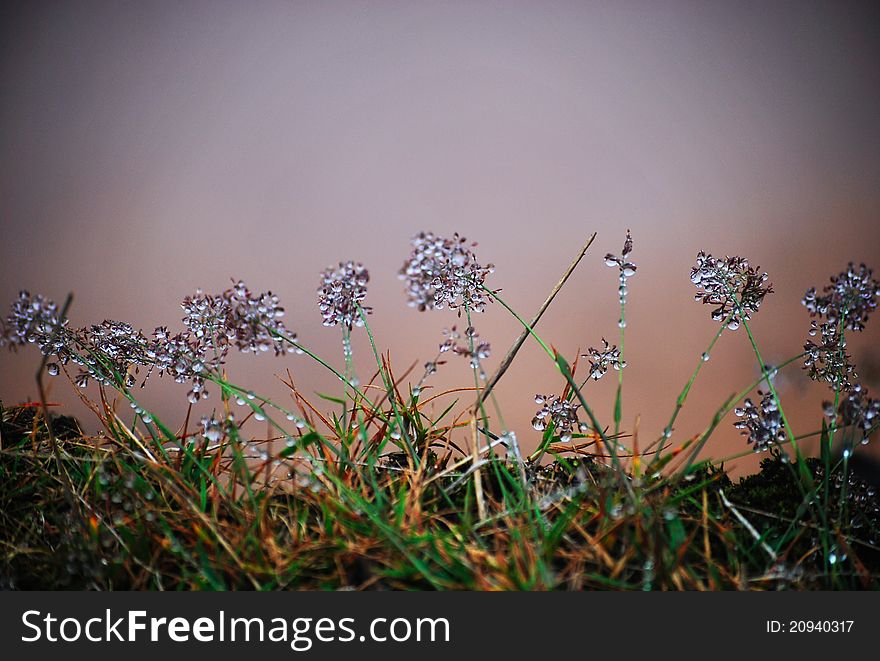 The photo was taken in Apuseni Mountains, in August 2011. The photo was taken in Apuseni Mountains, in August 2011.