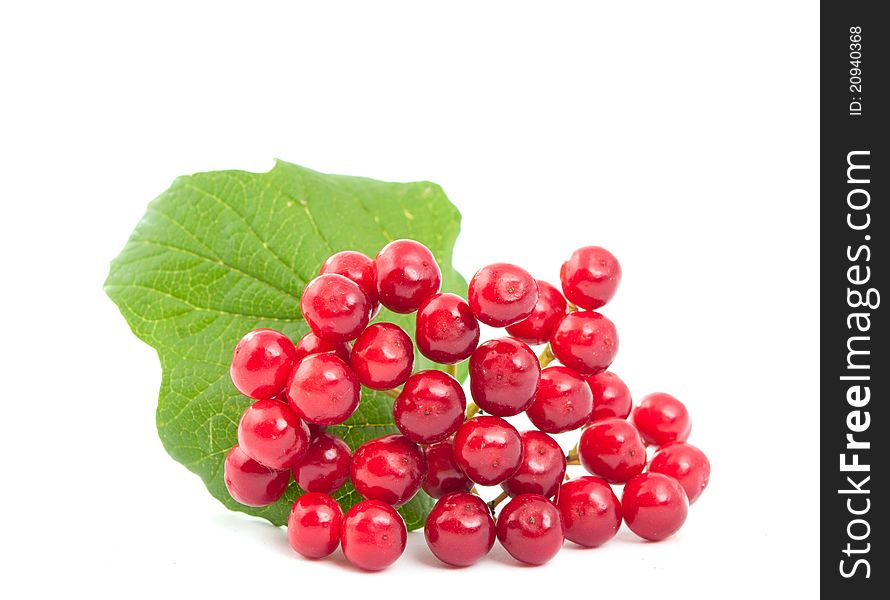 Viburnum berries on a white background