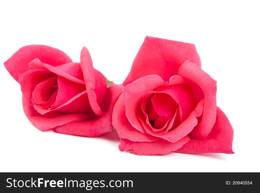 Pink rose on white background