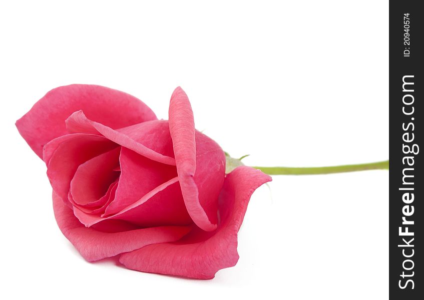 Pink rose on white background