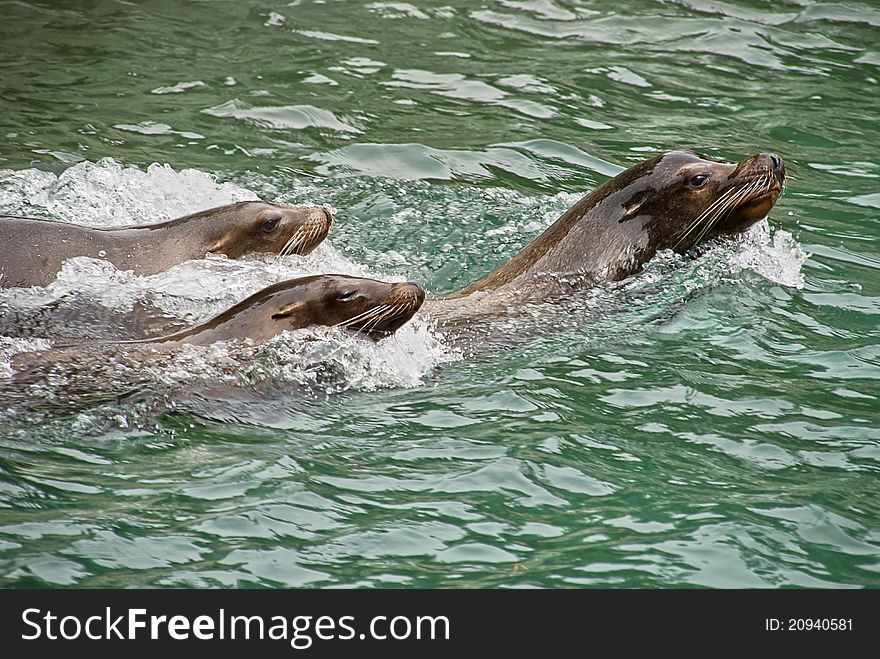 Harbor seals swimming in the water