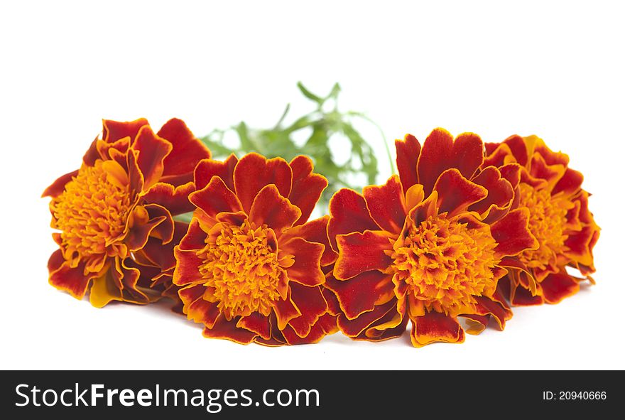 Marigold flower on a white background