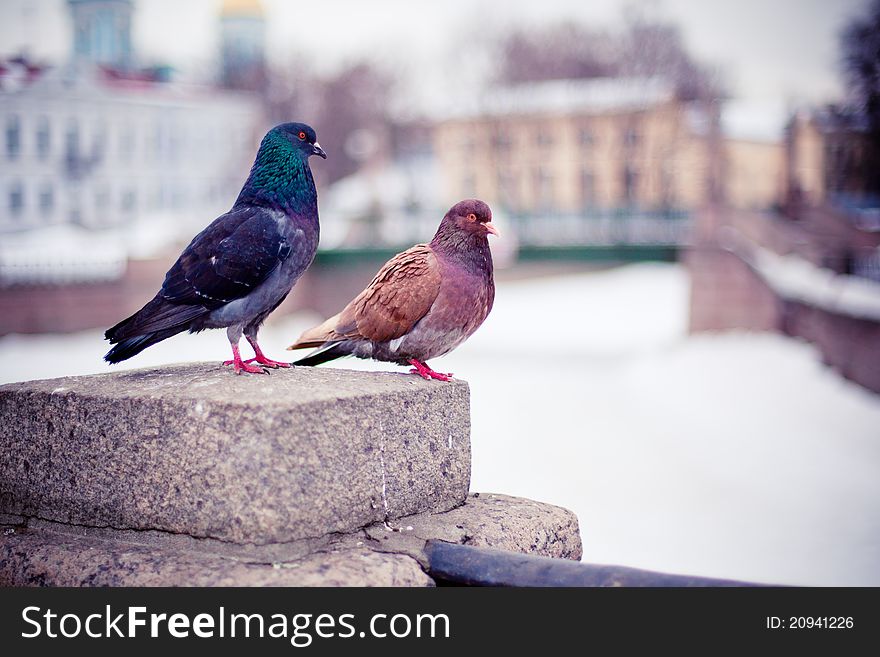 A couple of pigeons sitting on stone parapet