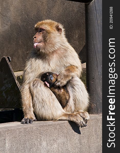 Barbary Macaque nursing baby while taking tounge out